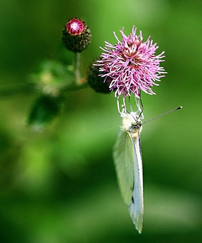 Farfalla...in verticale..